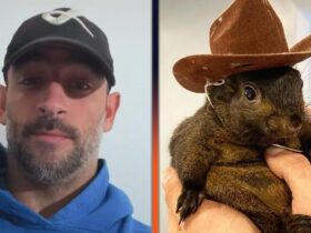 See ‘Squirrel Dad’s Tearful Message After Peanut the Squirrel, Racoon Fred Euthanized by Authorities