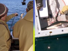 ‘Harpoon Hunters’: Watch Fisherman Spear Nearly 8-Foot-Long Tuna! (Exclusive)