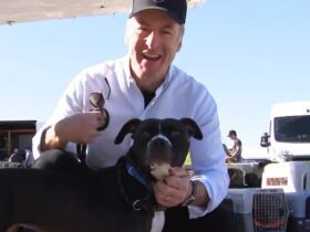 Watch Bob Odenkirk Volunteer at Dog and Cat Rescue Flight Amid LA Fires (Exclusive)