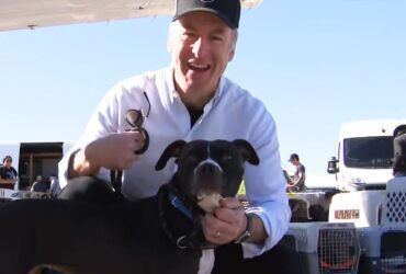 Watch Bob Odenkirk Volunteer at Dog and Cat Rescue Flight Amid LA Fires (Exclusive)