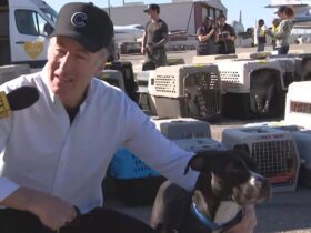 ‘Better Call Saul’s Bob Odenkirk Helps Displaced Pets Return Home After LA Fires (Exclusive)