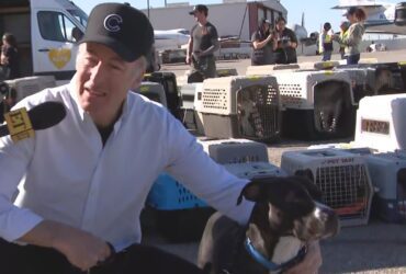 ‘Better Call Saul’s Bob Odenkirk Helps Displaced Pets Return Home After LA Fires (Exclusive)