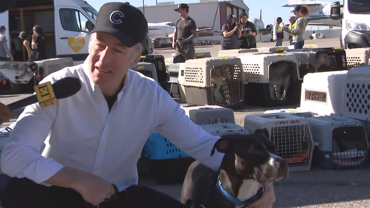 ‘Better Call Saul’s Bob Odenkirk Helps Displaced Pets Return Home After LA Fires (Exclusive)