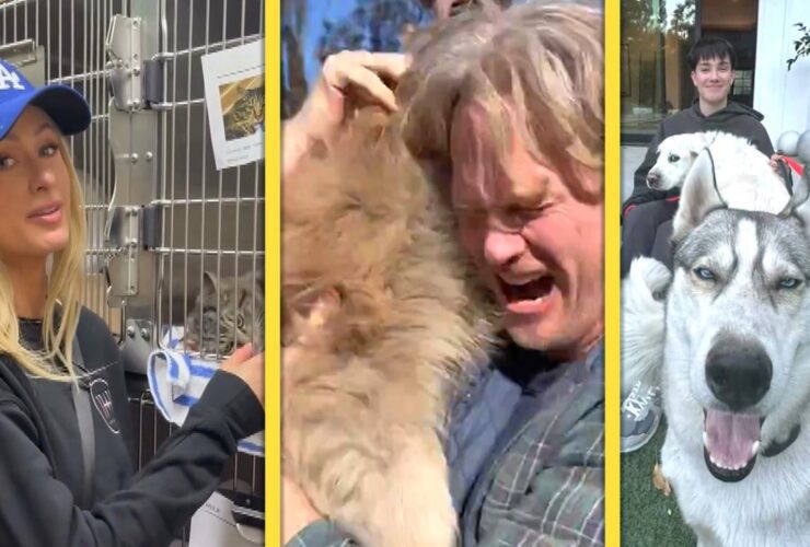 LA Fires: Heartwarming Animal Stories | Watch Owners Reconnect With Lost Pets as Stars Help Out