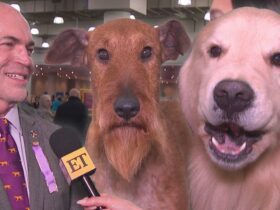 Inside The Westminster Kennel Club’s 2025 Dog Show Preparations