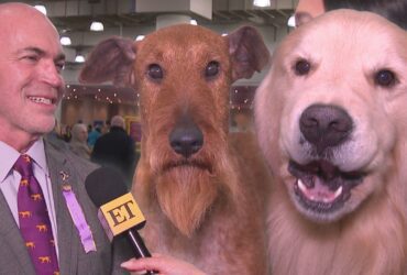 Inside The Westminster Kennel Club’s 2025 Dog Show Preparations