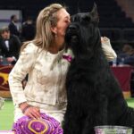 Westminster Dog Show 2025: ‘Best in Show’ Monty Is First Giant Schnauzer to Win!