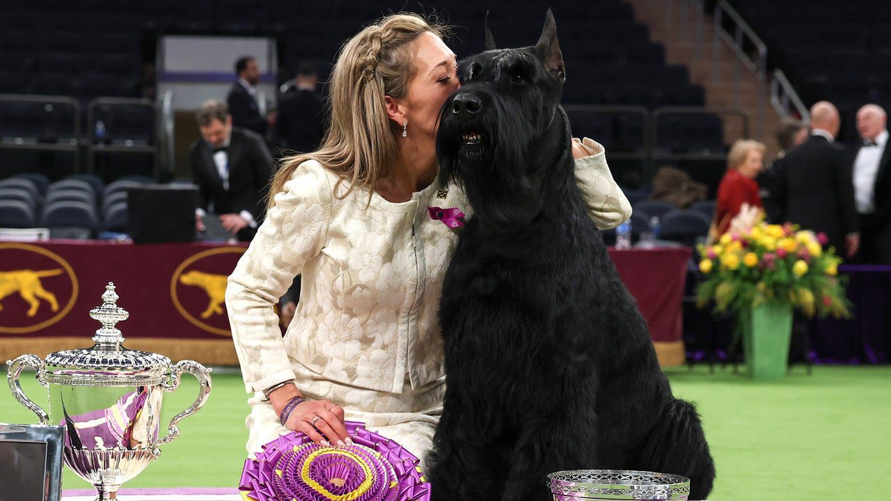 Westminster Dog Show 2025: ‘Best in Show’ Monty Is First Giant Schnauzer to Win!