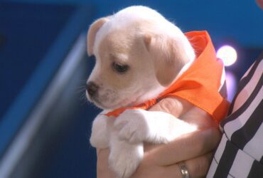 Inside the 2025 Puppy Bowl: The Biggest One Ever! (Exclusive)