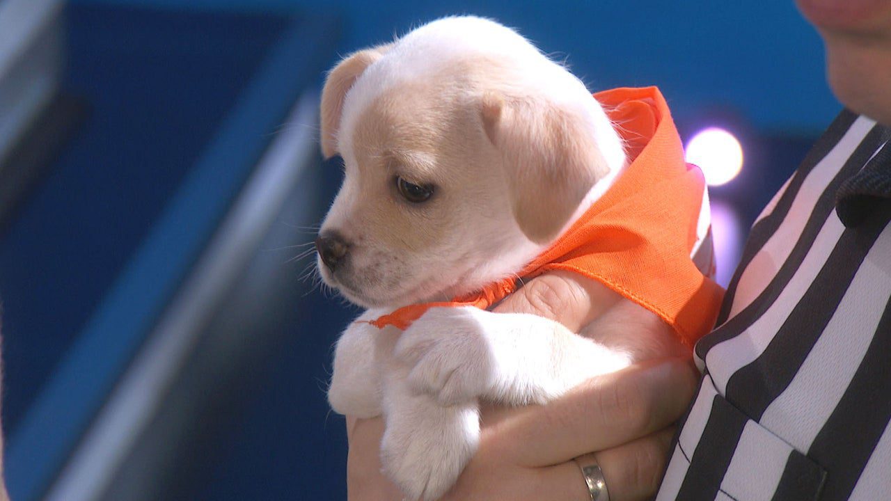 Inside the 2025 Puppy Bowl: The Biggest One Ever! (Exclusive)